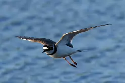 Little Ringed Plover